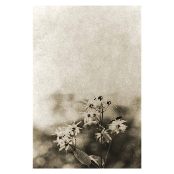 Diálogo con las Sombras